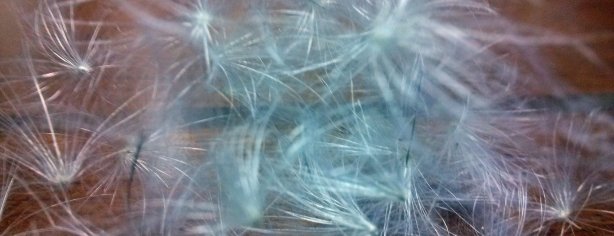 Cottonwood 1