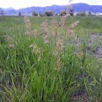 Grass Pollinating 1