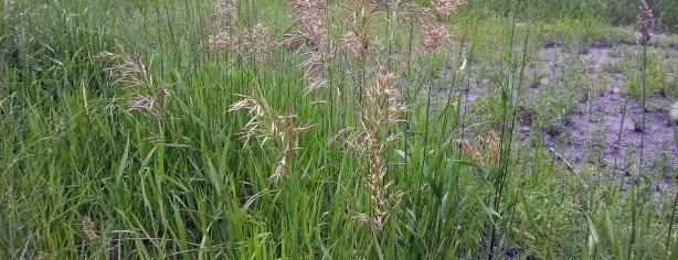 Grass Pollinating 1
