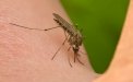 Mosquito Biting