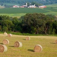 Hay And Barn