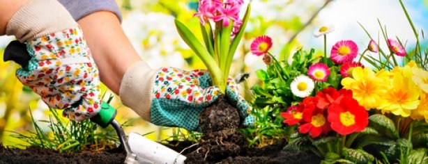Gardening 1
